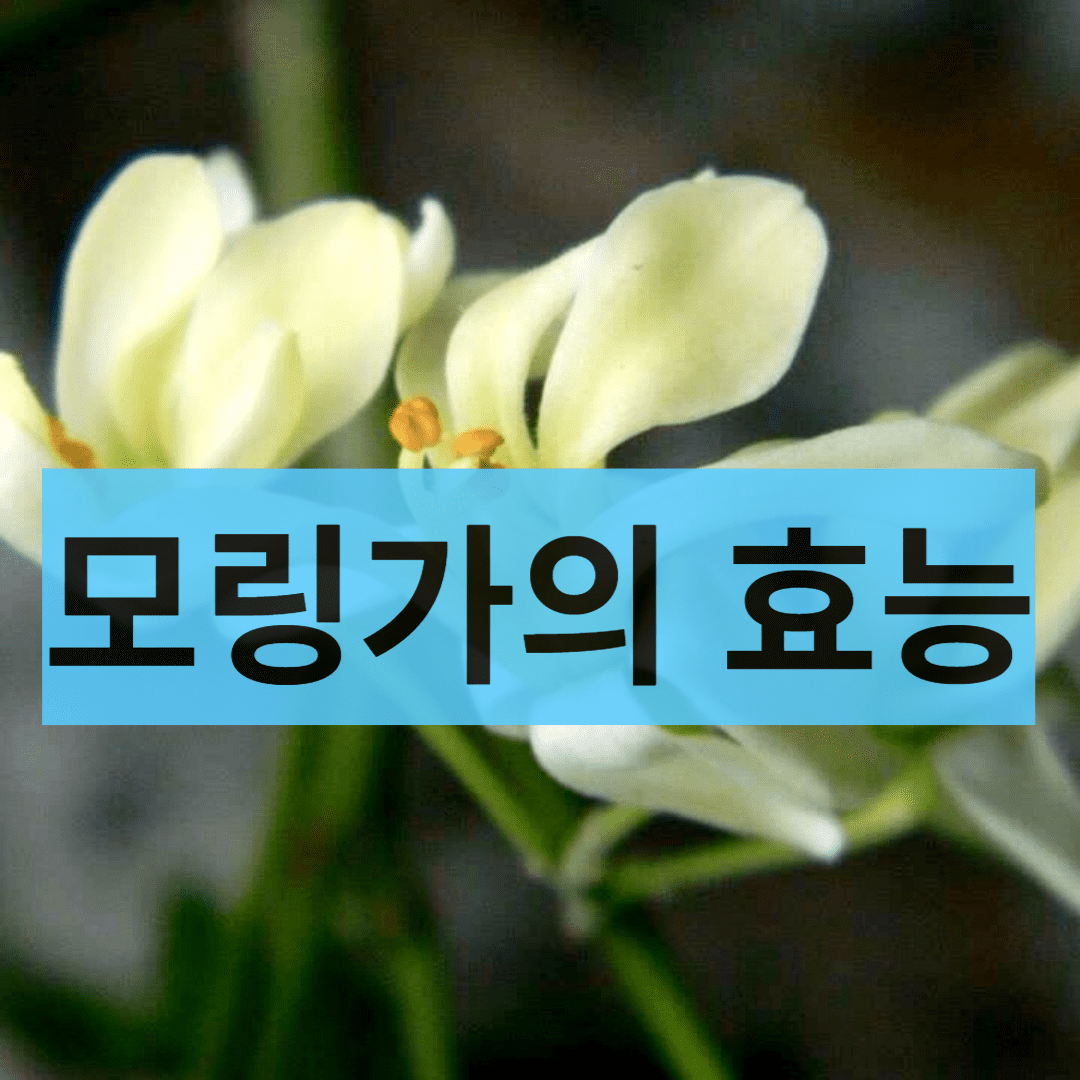  모링가의 15가지 효능