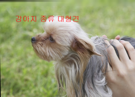 강아지 종류 대형견2