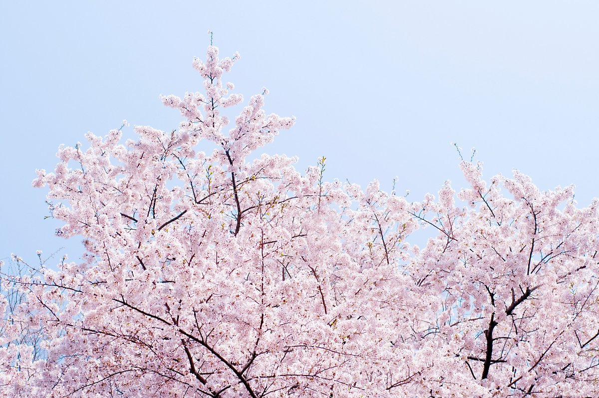 벚꽃 명소