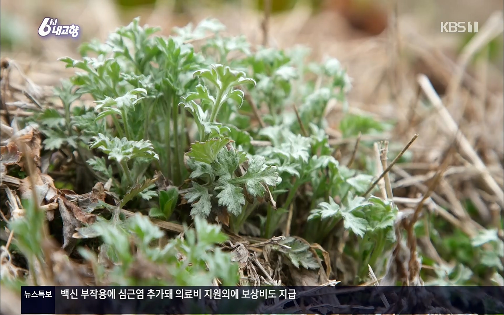 6시 내고향.E7494.220322p.H264-F1RST.mp4_20220326_182115.292.jpg