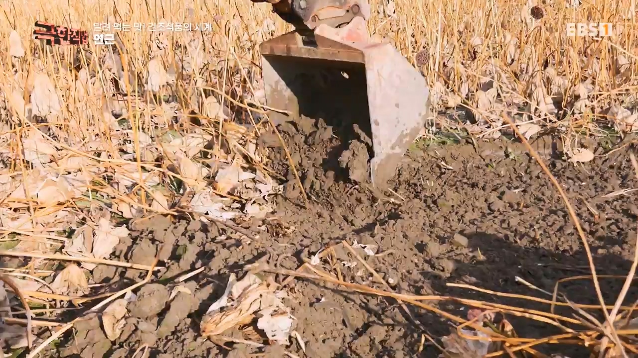 TV - 전 국민의 평생학교 EBS말려 먹는 맛! 건조식품의 세계.mp4_20231125_190724.959.jpg