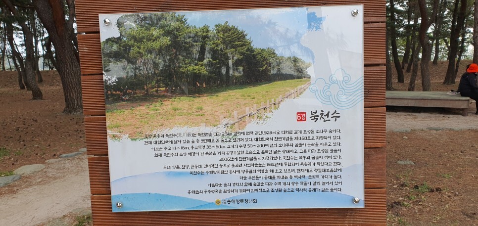  천연기념물 북천수 - 소나무와 곰솔