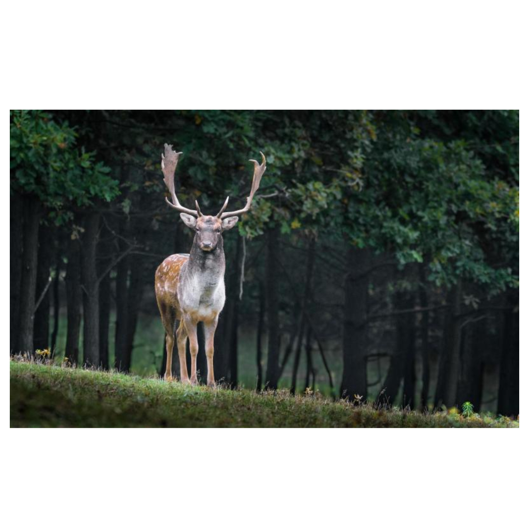 녹용 효능과 관련된 사진입니다.