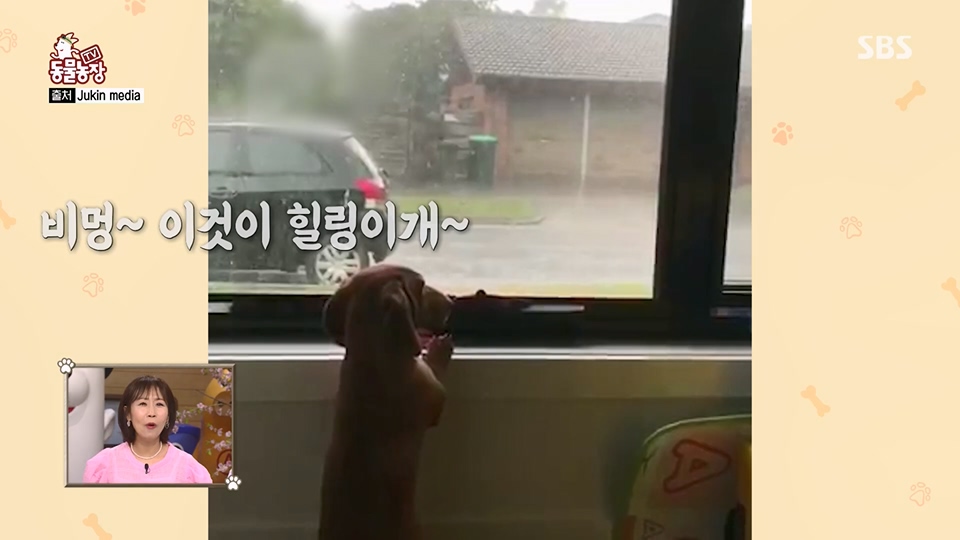 TV 동물농장.E1126.230625p.H264-F1RST.mp4_20230626_204252.573.jpg
