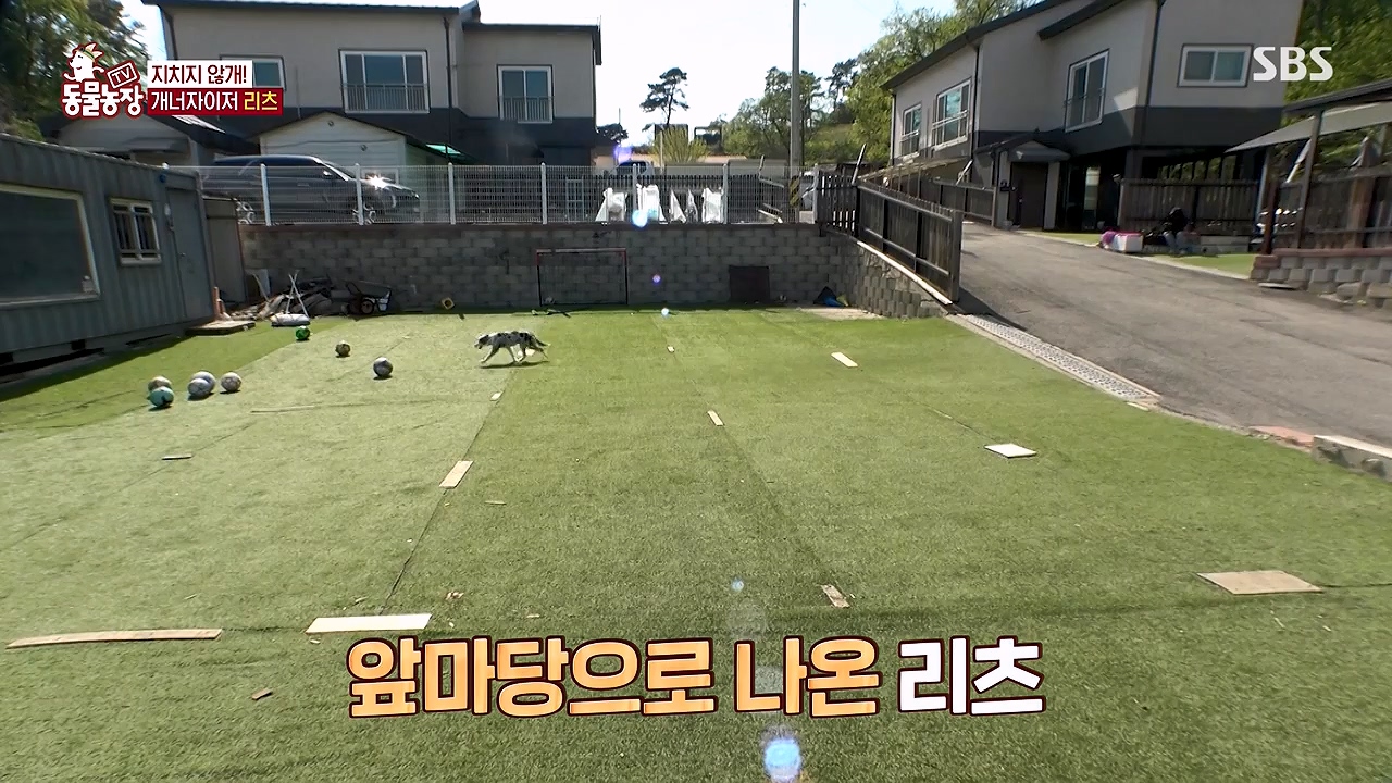 TV 동물농장.E1174.240603p-NEXT.mp4_20240602_155737.275.jpg