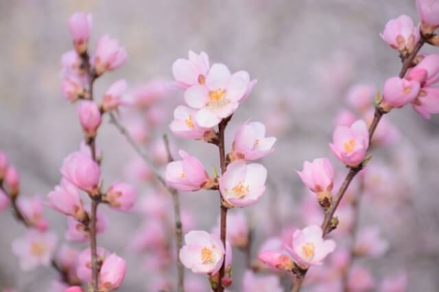 활짝 핀 분홍색 꽃 사진