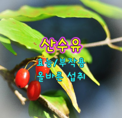 산수유-효능-부작용