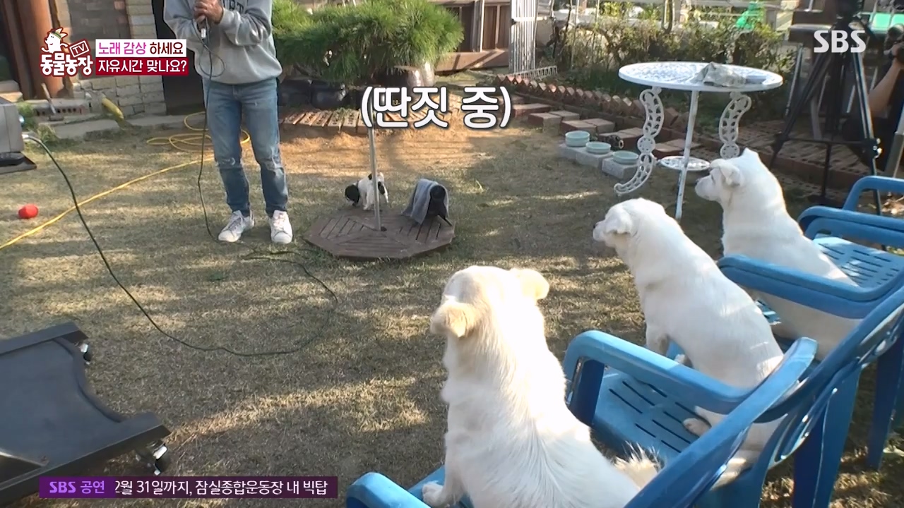 TV 동물농장.E1147.231127p-NEXT.mp4_20231126_170350.290.jpg
