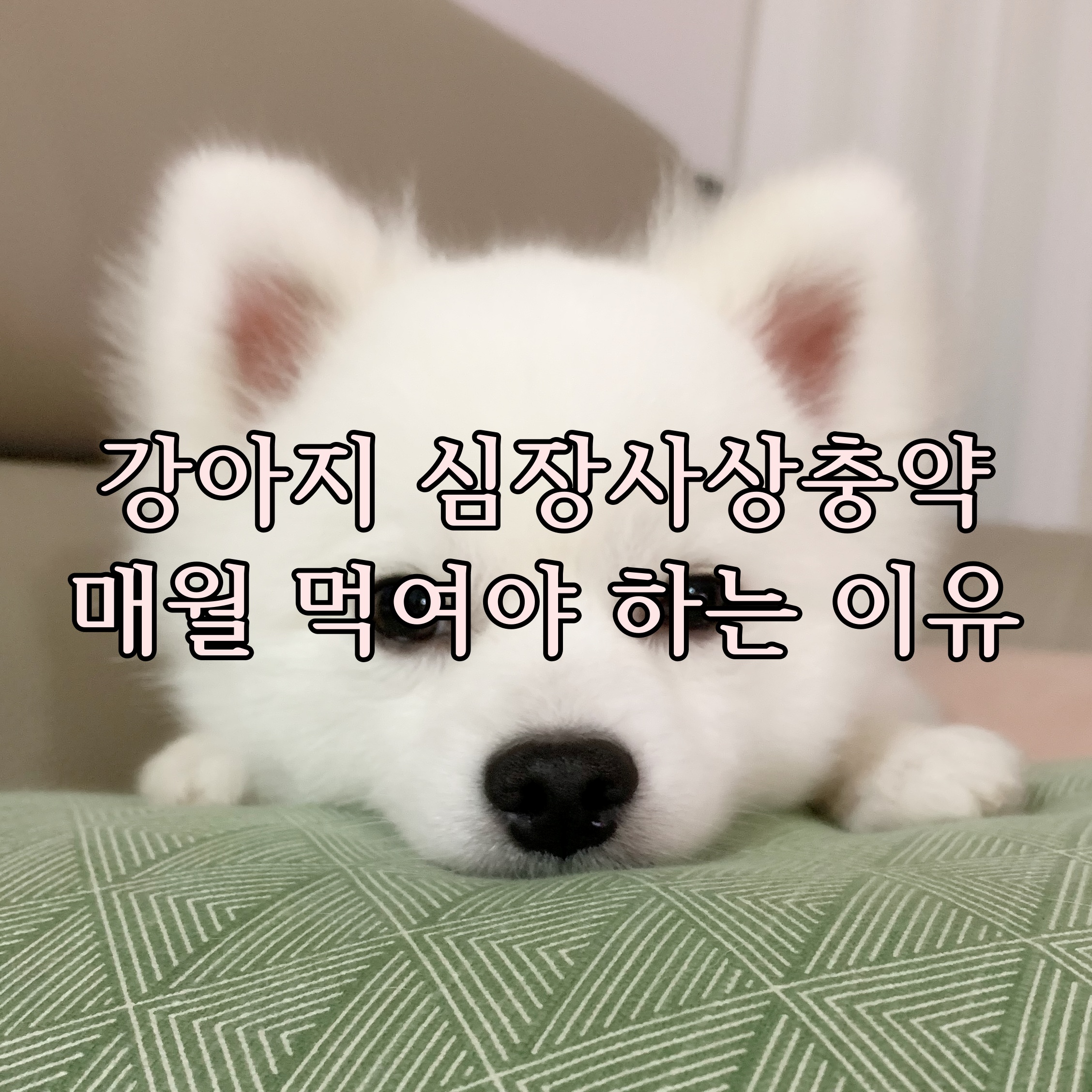  강아지 심장사상충약 매달 먹여야 하는 이유