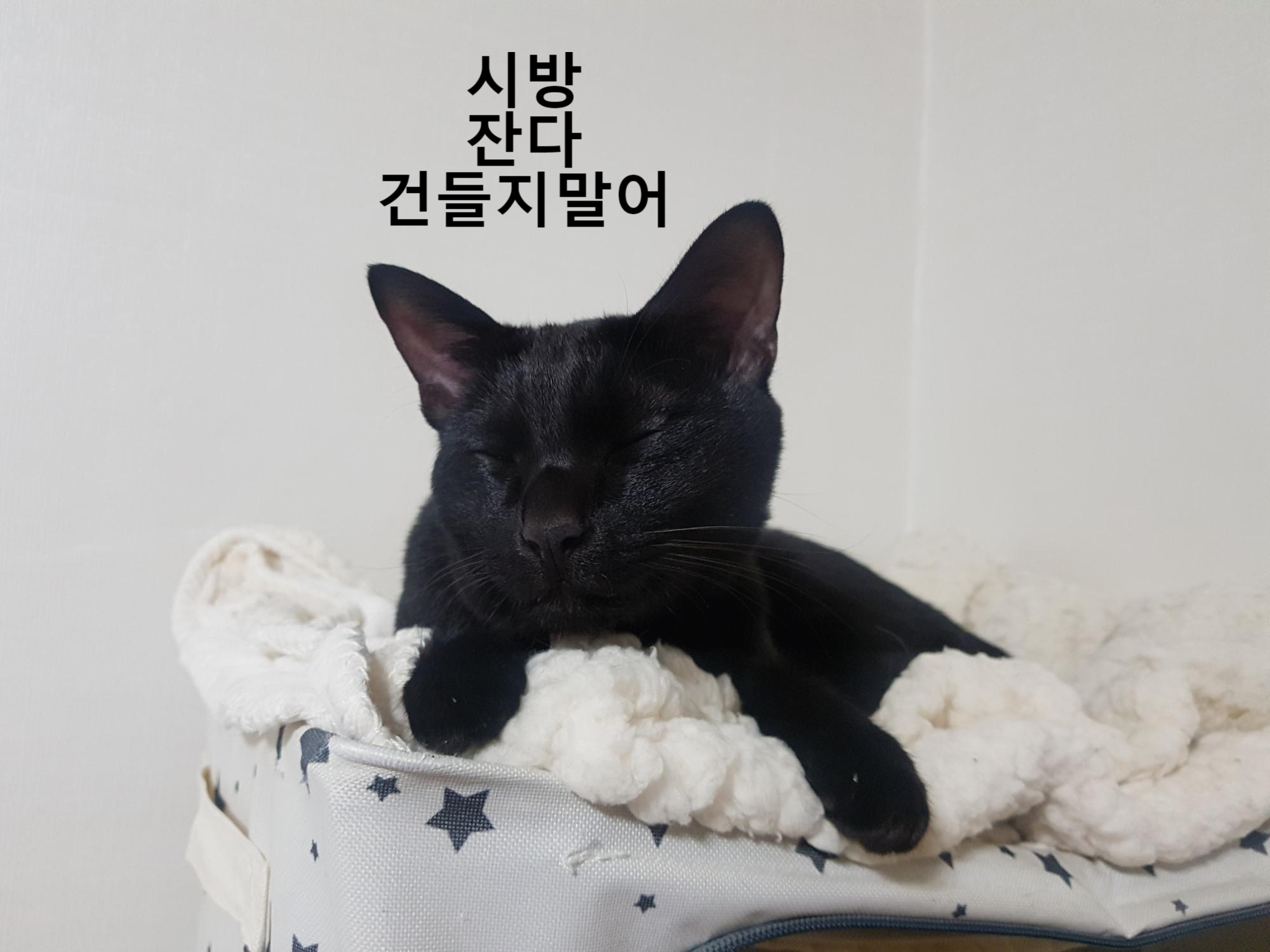  고양이 자는 시간대, 고양이 수면시간, 고양이 잠, 고양이는 얼마나 잘까요?