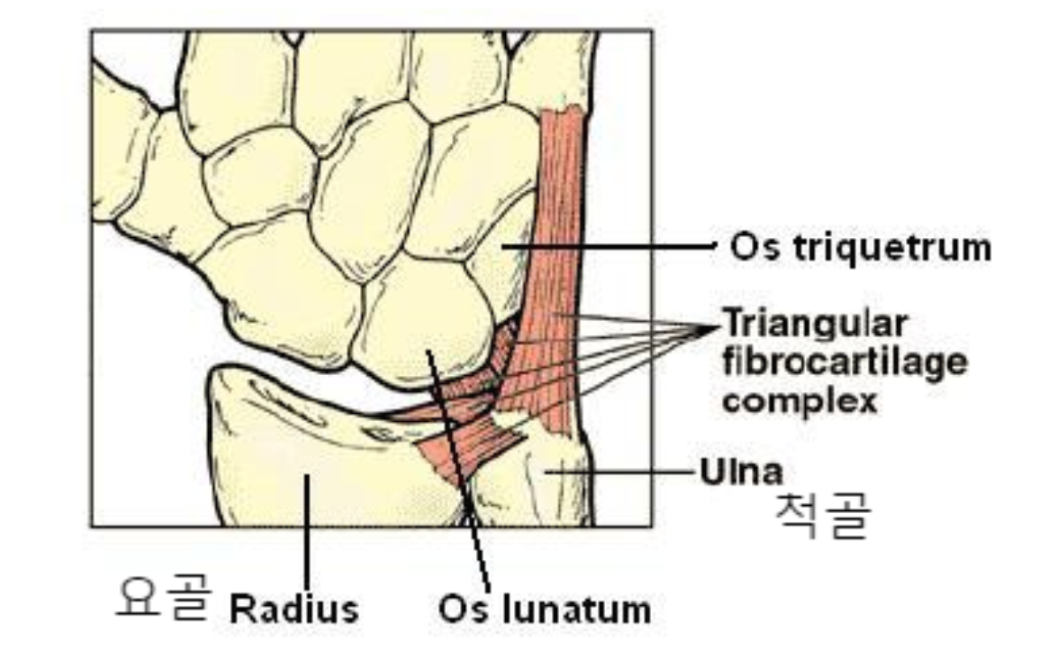  손목안쪽통증 :  삼각섬유연골복합체(TFCC)손상 증상 및 치료 손목터널증후군과 혼동하지 마세요