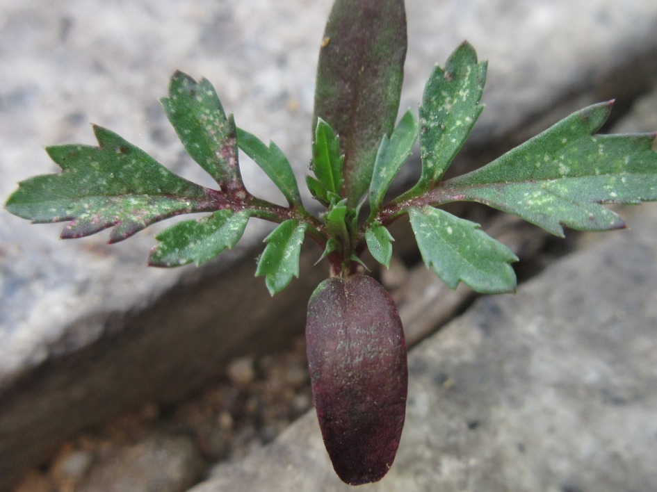 만수국 떡잎 Tagetes patula
