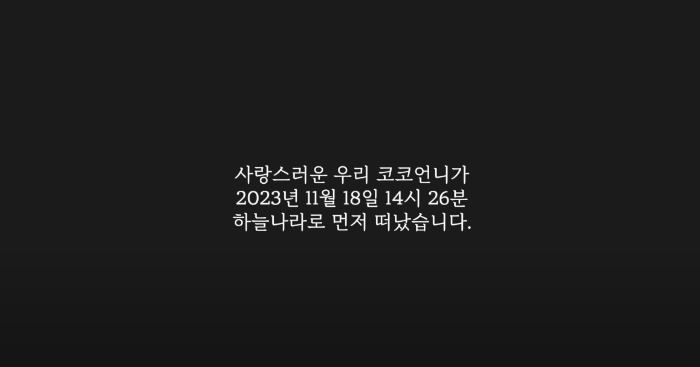 유튜버 코코초이 사망1