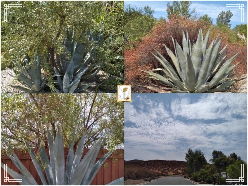 데킬라의 원료-용설란-Agave Americana