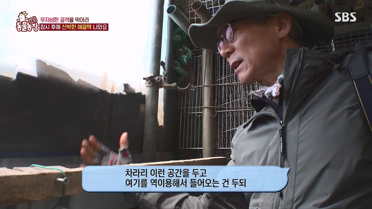 TV 동물농장.E1176.240617p-NEXT.mp4_20240616_171027.659.jpg