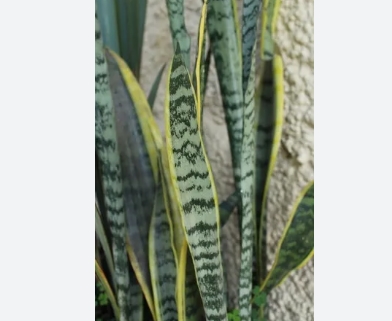 산세베리아란? 특징, 장점, 단점, 햇빛, 온도, 물주기, 분갈이, 번식