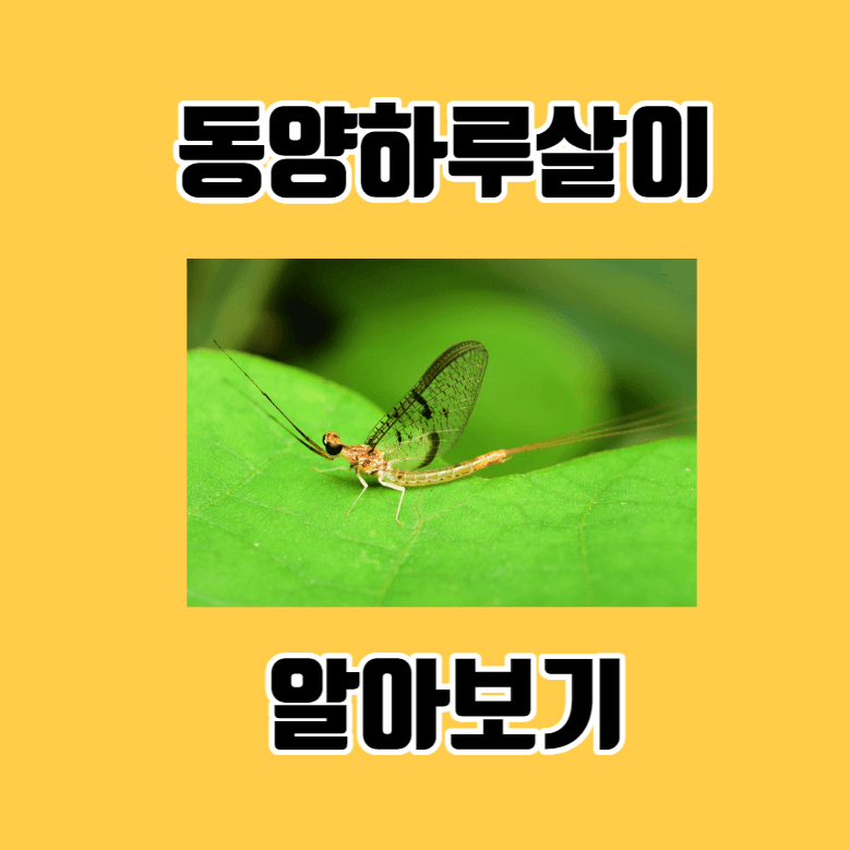 동양하루살이