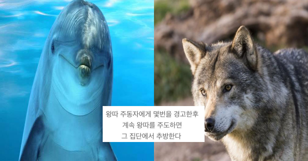  고등 동물들이 무리 내 '왕따'를 관리하는 방법