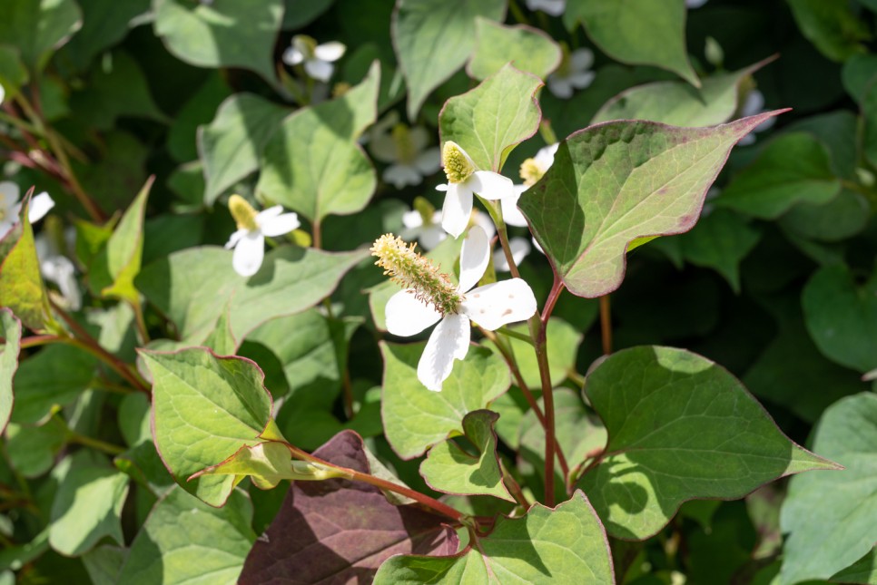 꽃사진 여름의 시골 5