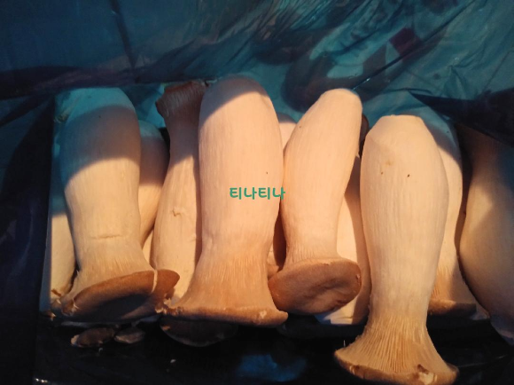  파머스토리 장흥 무농약 새송이버섯 특품 2kg