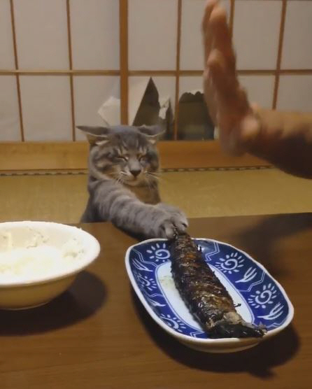 고양이-생선-좋아하는-이유-날생선-실명