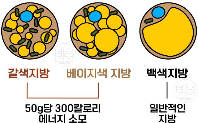 복부지방 빼는법 복부지방 태우는 음식