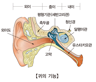 귀의 기능