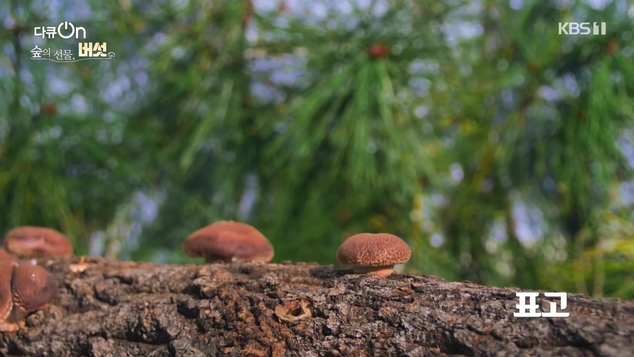 다큐 온.E227.231120p-NEXT.mp4_20231121_201833.989.jpg