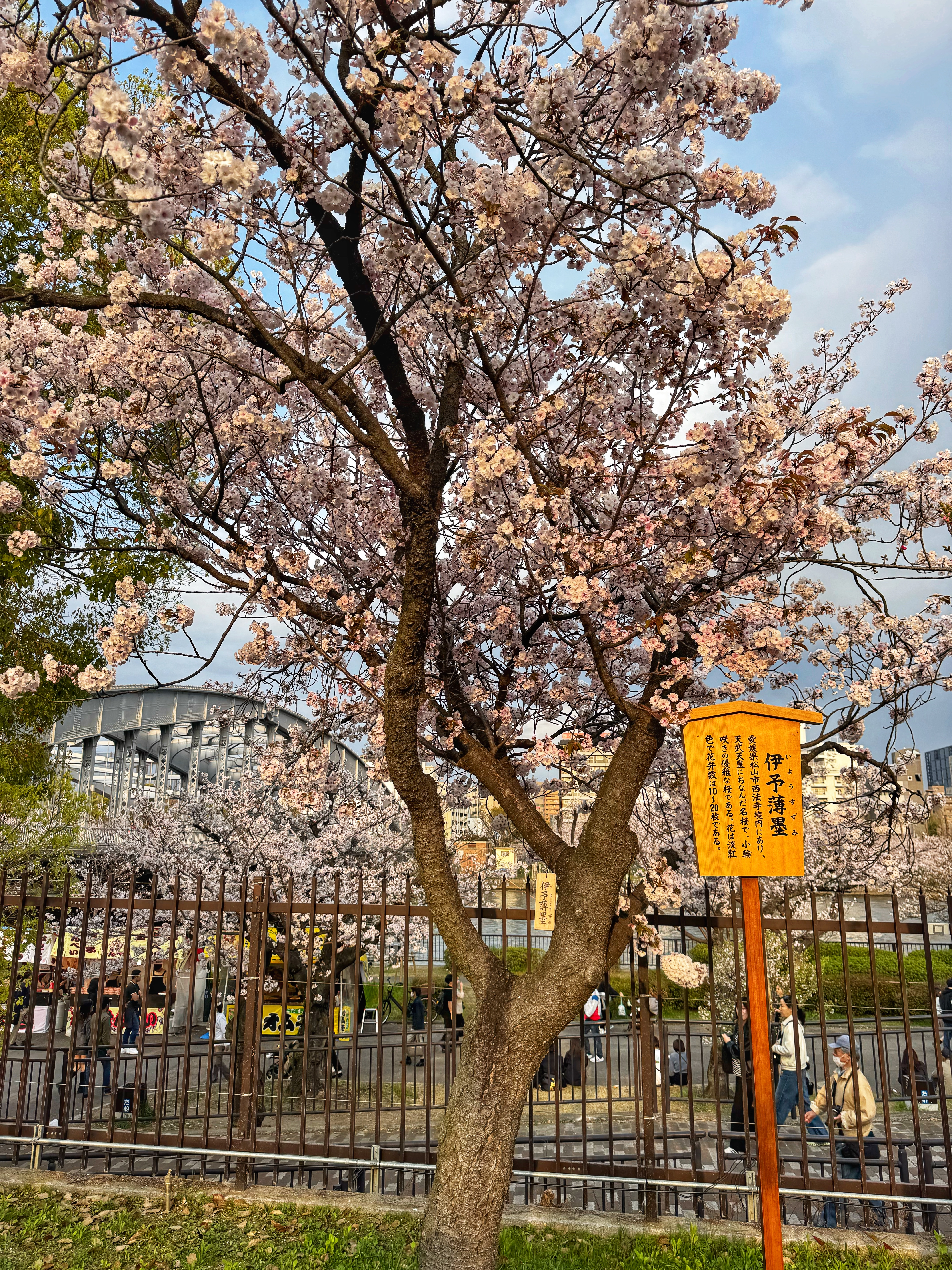 [일본 오사카] 조폐국 본국 벚꽃 통과하기 축제 후기 Cherry Blossom Viewing in Mint Osaka Japan