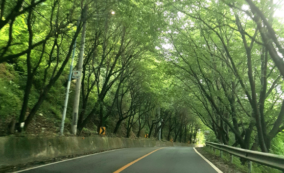 나무숲이 만들어낸 터널
