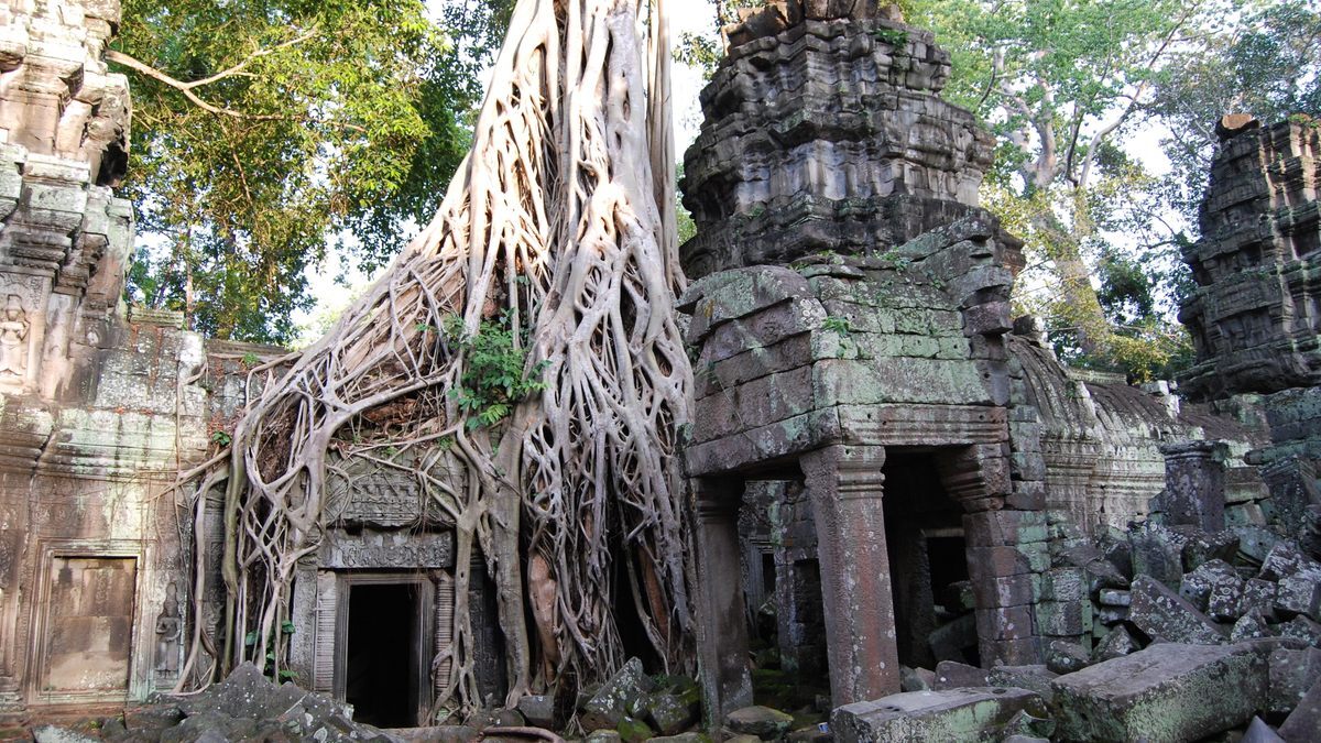  [ 캄보디아 씨엠립 관광지 ] 타 프롬 사원 Ta Prohm