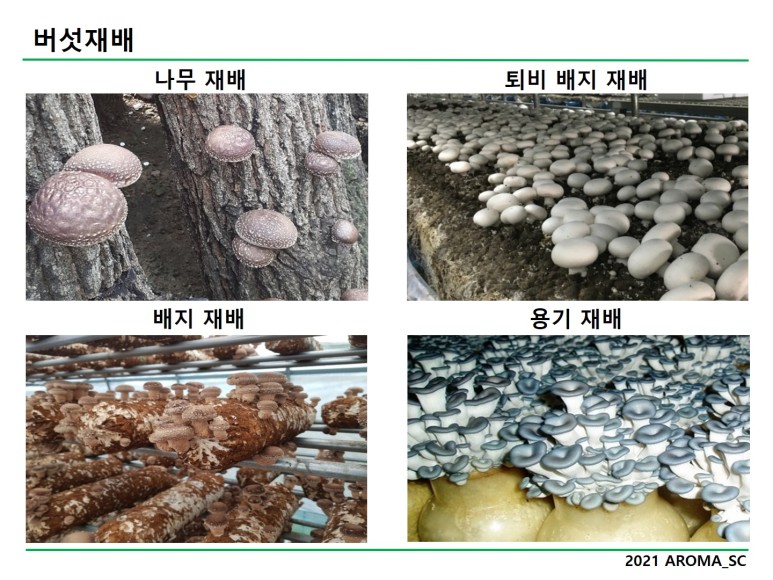 '송이버섯, 느타리버섯, 팽이버섯, 표고버섯, 양송이' 국내 주요 생산 버섯 종류 4