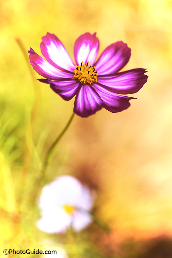 코스모스-꽃사진