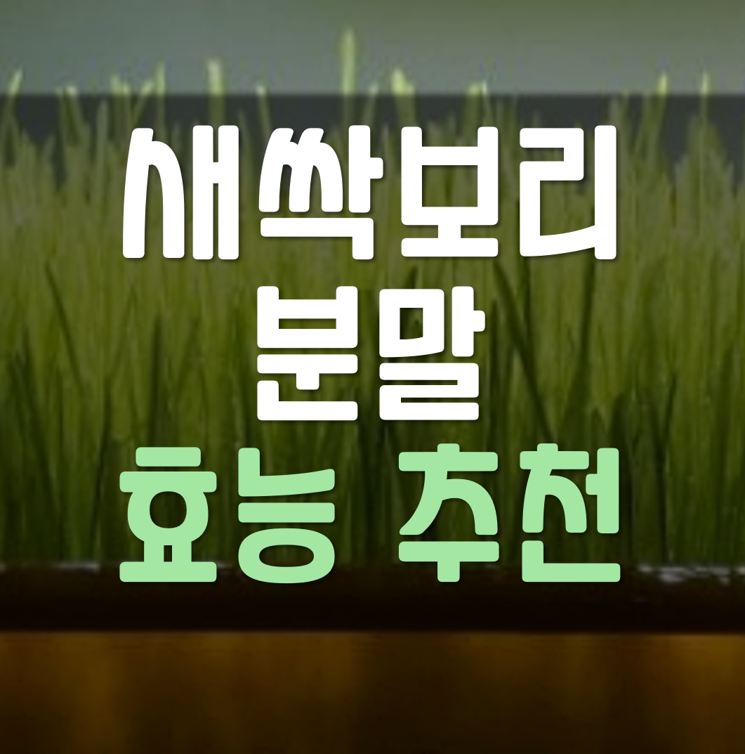  새싹보리 분말 효능 먹는법