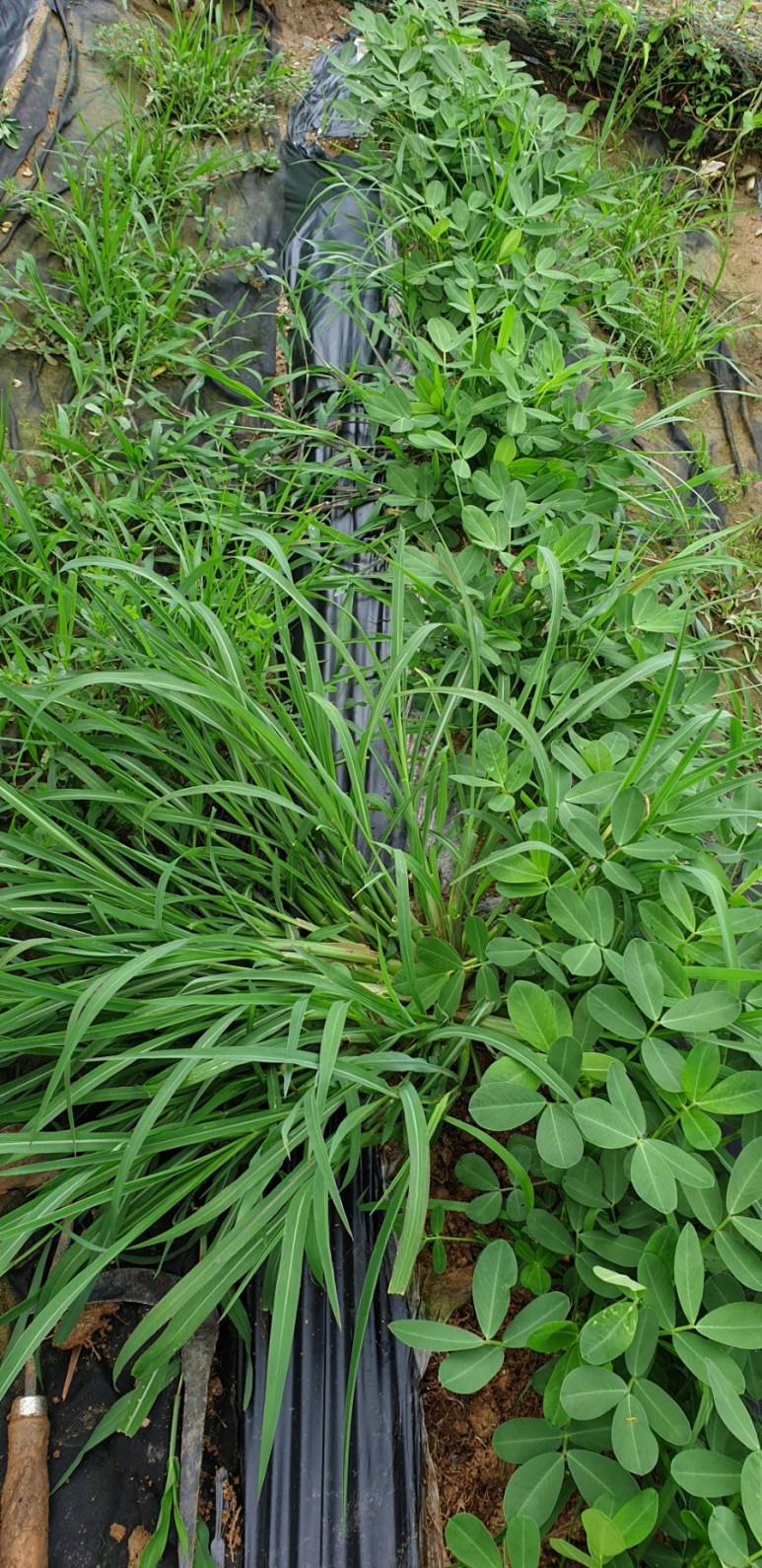 고추 ...모두싹 살포 물에 잠긴 10