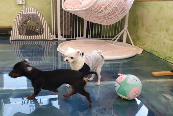 아이들과 항상 붙어있나요? 천안애견호텔 펫시터가 4