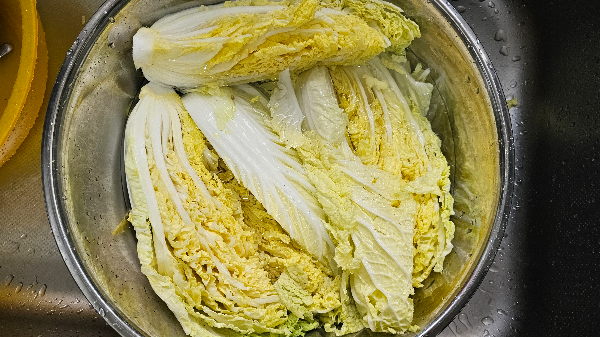 백김치 만들기 알배추 절이기