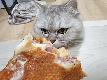 고양이와 샌드위치 사진