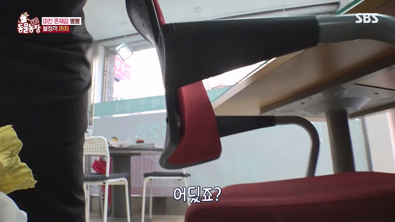 TV 동물농장.E1177.240624p-NEXT.mp4_20240623_163745.706.jpg