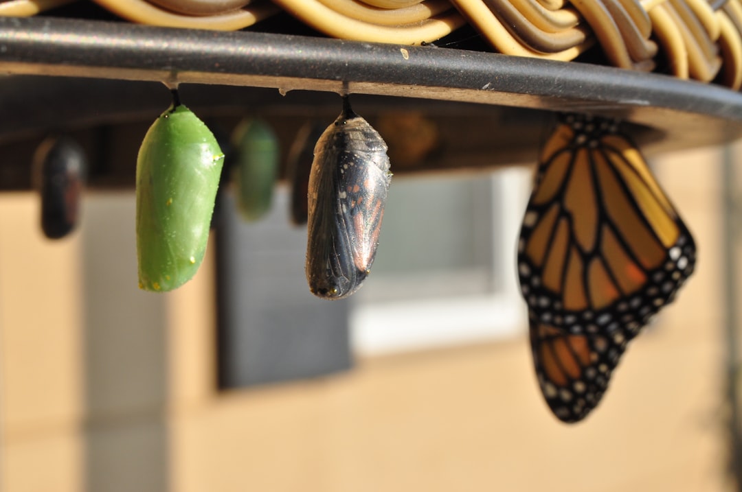 Metamorphosis
