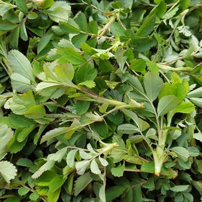 인삼-효능-먹는방법-부작용