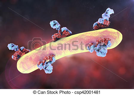  Antibody 정보에서 이것만은 꼭! 확인하세요! (Immunocytochemistry & Western blot)