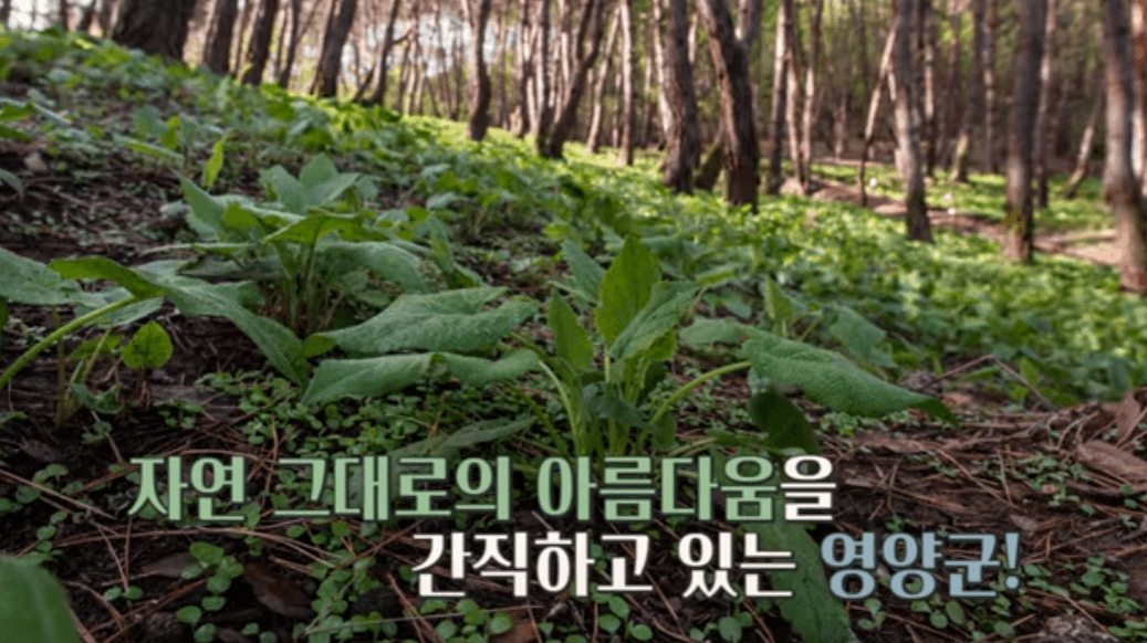 영양 산나물축제날짜 가수 주차 2024