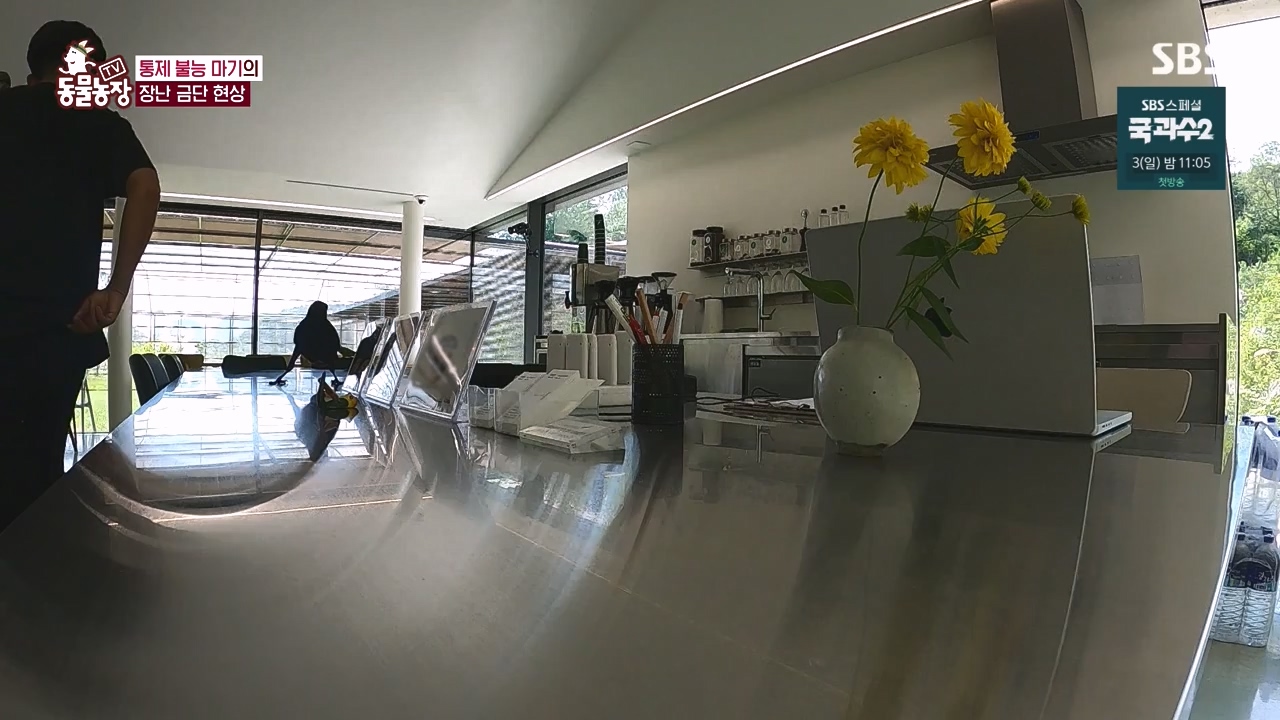 TV 동물농장.E1135.230828p-NEXT.mp4_20230827_180819.752.jpg