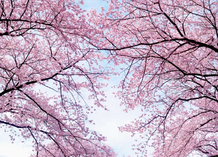 벚나무 (Cherry Blossom Tree)