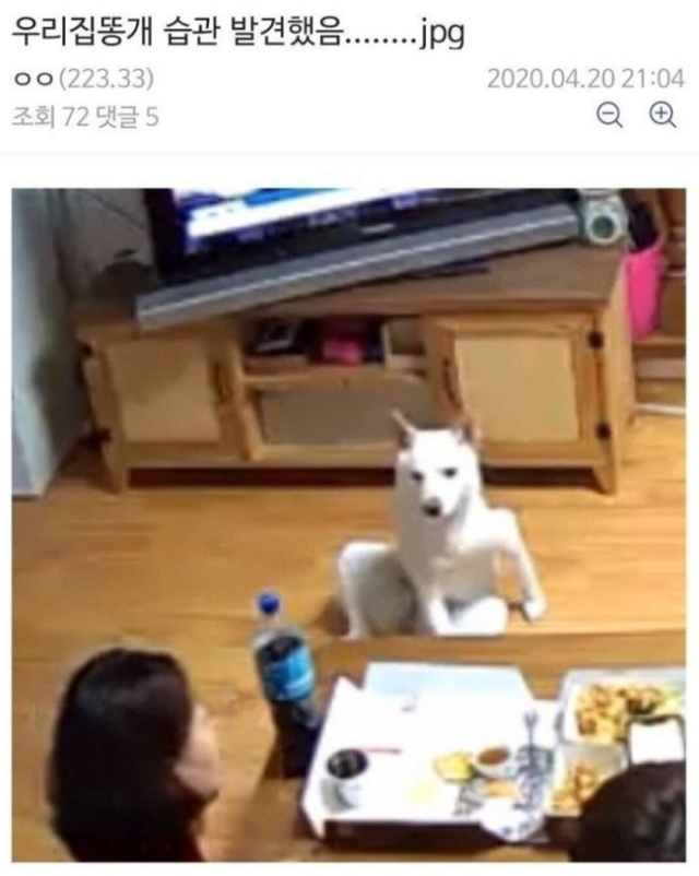  우리집 똥개 습관 발견함