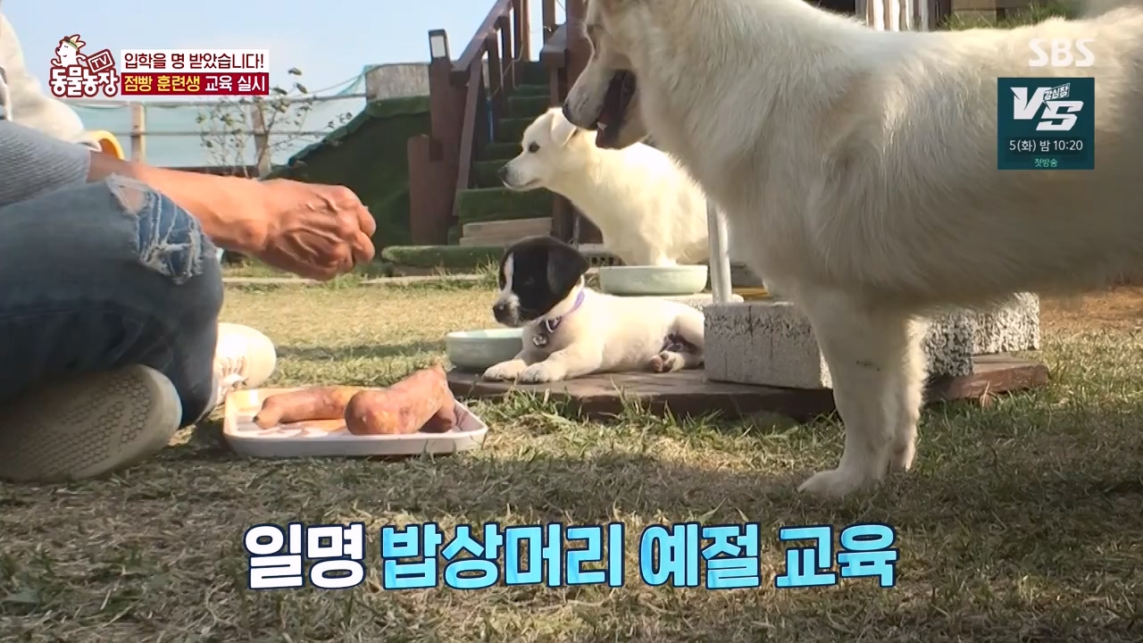 TV 동물농장.E1147.231127p-NEXT.mp4_20231126_170349.168.jpg