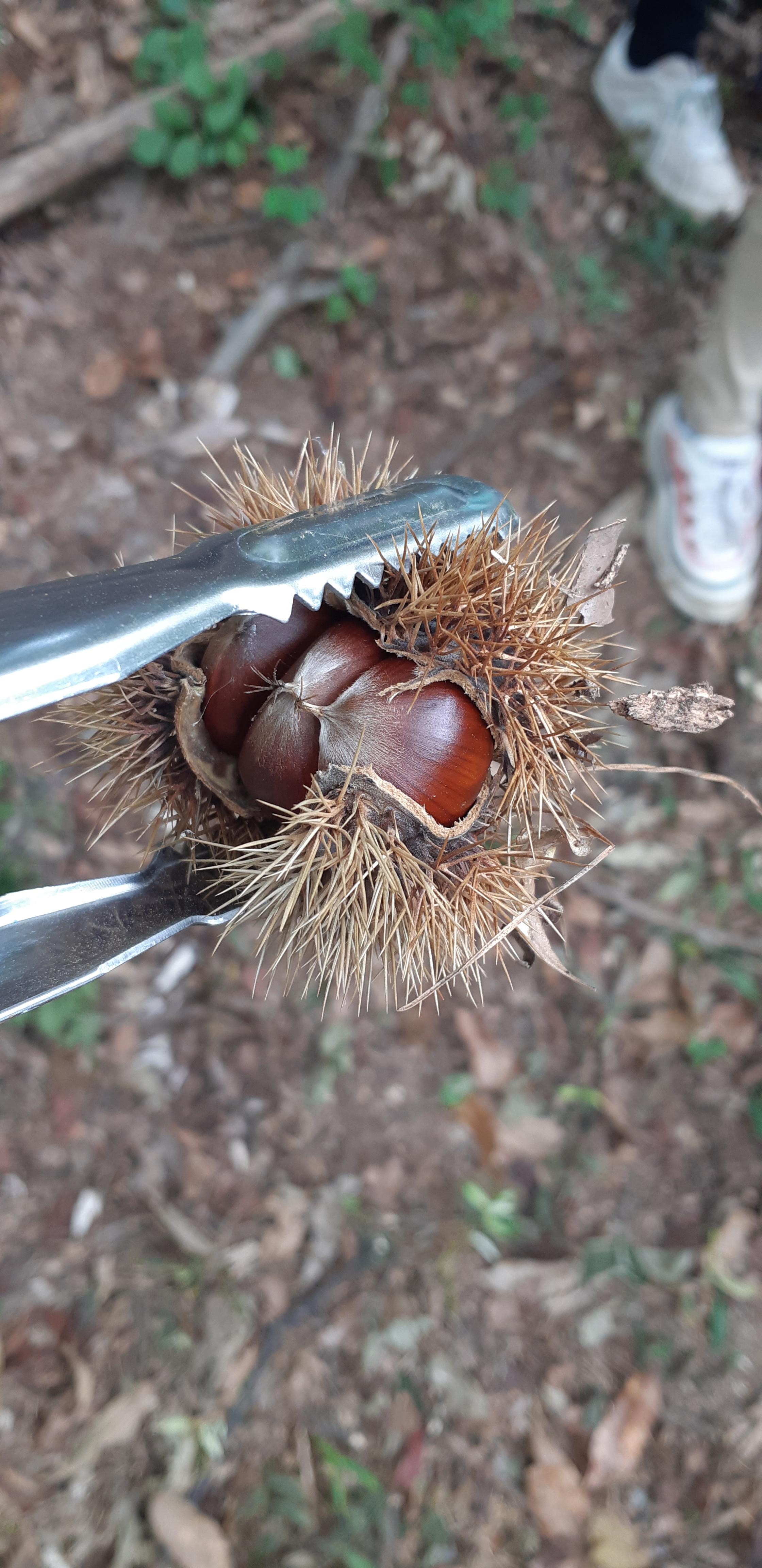  추석연휴 놀거리( 밤 줍기 체험, 밤 맛있게 먹는 법)