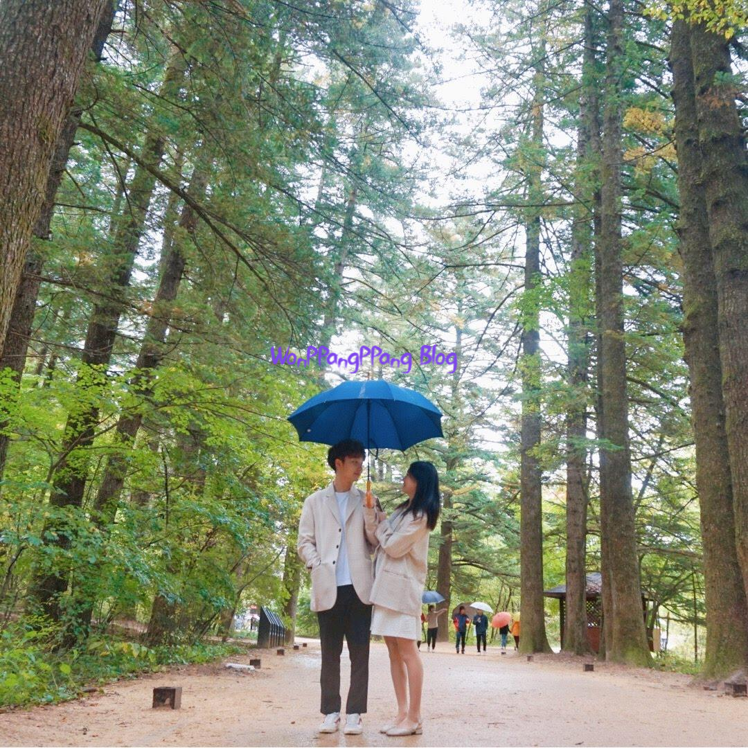  평창여행 : 오대산 월정사 전나무숲길 : 라마다 호텔 : 한우타운