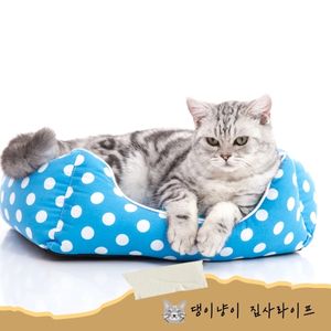고양이-꾹꾹이-이유